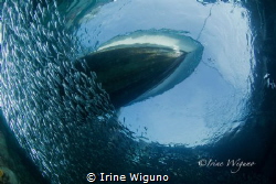 picture was taken under Sepa Island Jetty at Thousand Isl... by Irine Wiguno 